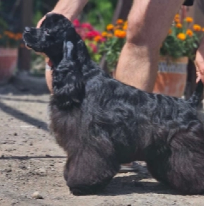 Amerikanischer Cocker Spaniel Welpe kaufen