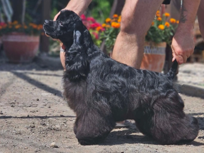Amerikanischer Cocker Spaniel Welpe kaufen