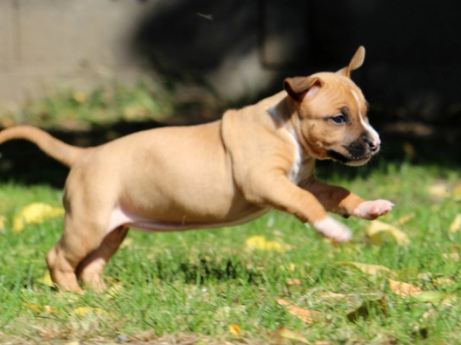 Perros American Staffordshire Terrier en venta