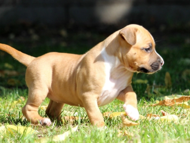 Perros American Staffordshire Terrier en venta