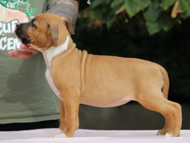 Perros American Staffordshire Terrier en venta