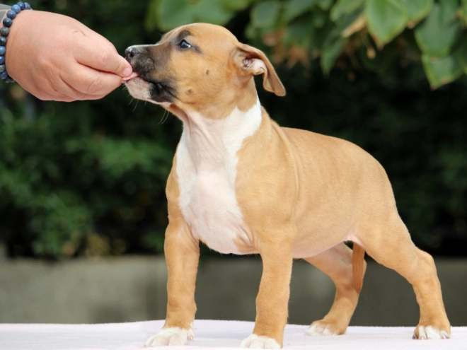 Perros American Staffordshire Terrier en venta
