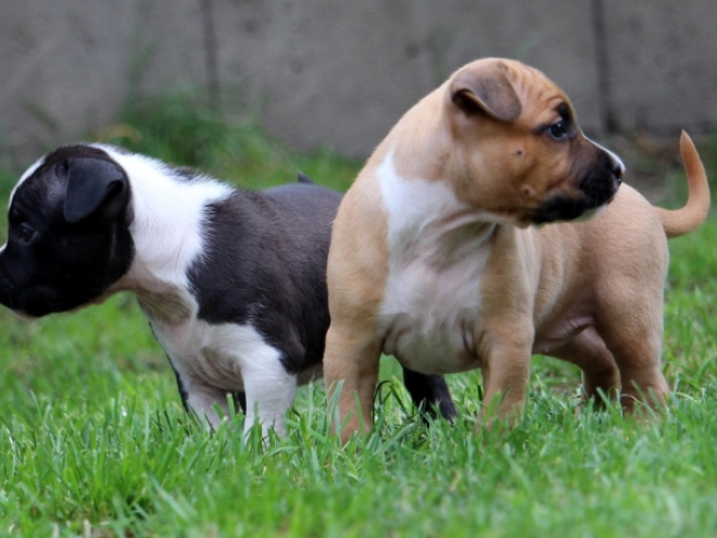 Perros American Staffordshire Terrier en venta