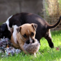 Lolita, red American Staffordshire Terrier for sale