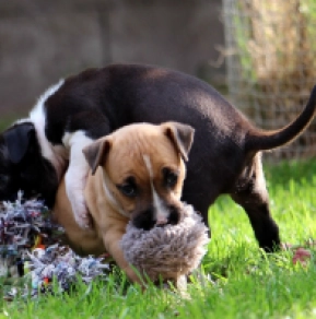 Perros American Staffordshire Terrier en venta