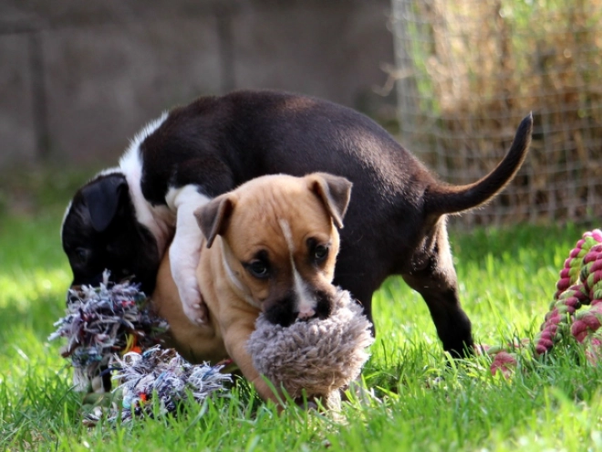 Perros American Staffordshire Terrier en venta