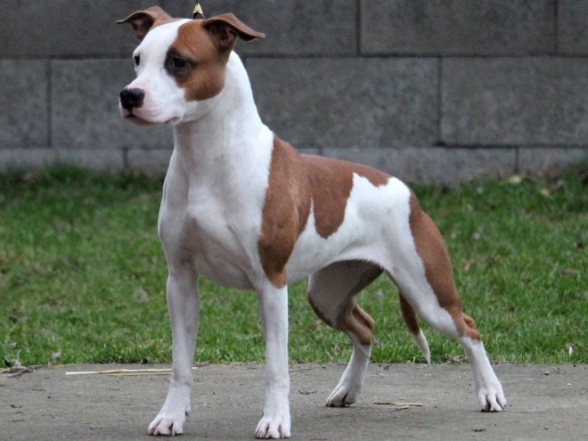 Perros American Staffordshire Terrier en venta