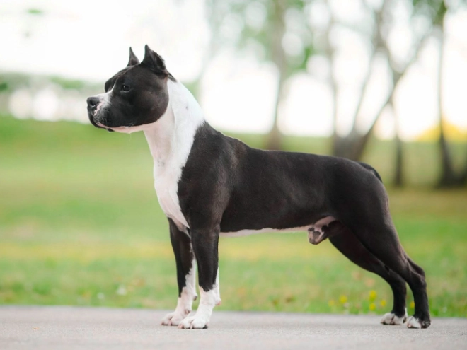 Perros American Staffordshire Terrier en venta