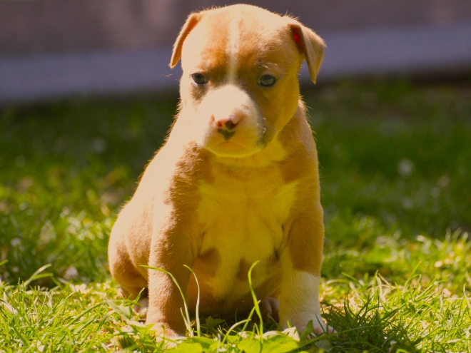American Staffordshire Terrier puppy for sale