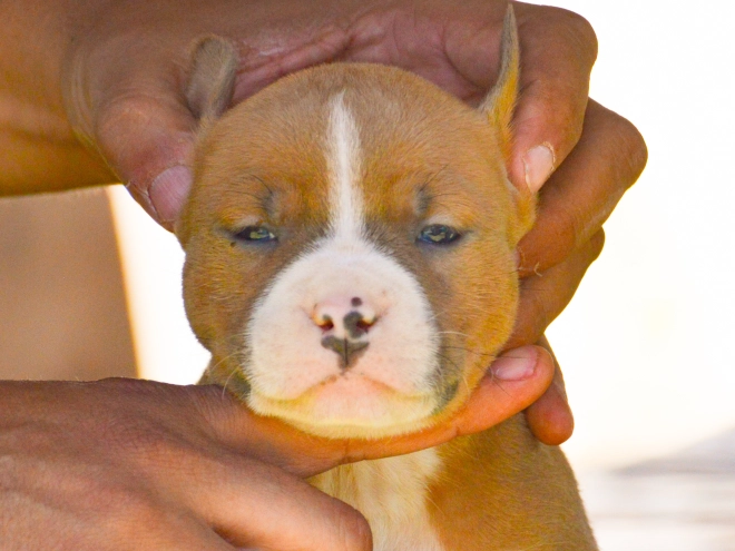 American Staffordshire Terrier puppy for sale