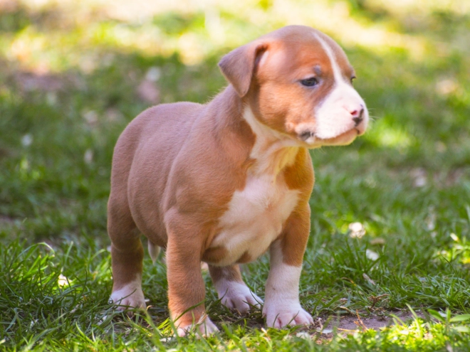 American Staffordshire Terrier puppy for sale