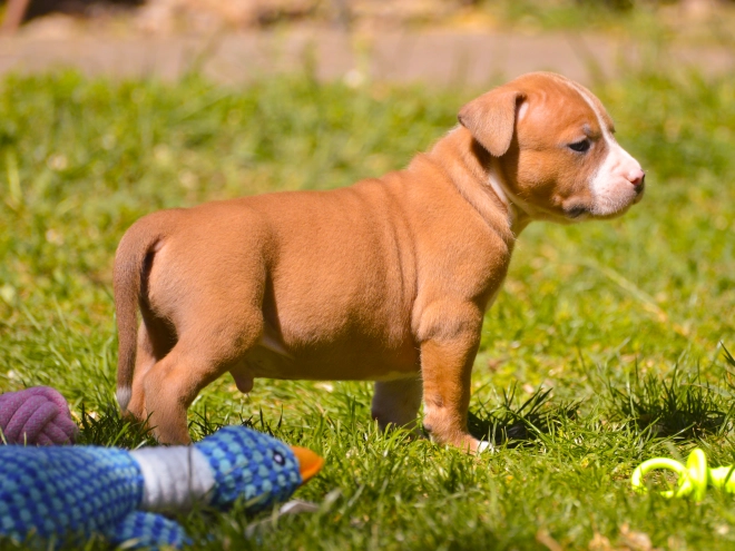 American Staffordshire Terrier puppy for sale