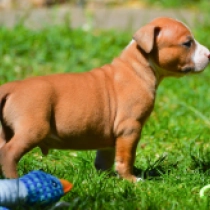 Fabio, red and white American Staffordshire Terrier for sale