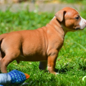 Perros American Staffordshire Terrier en venta