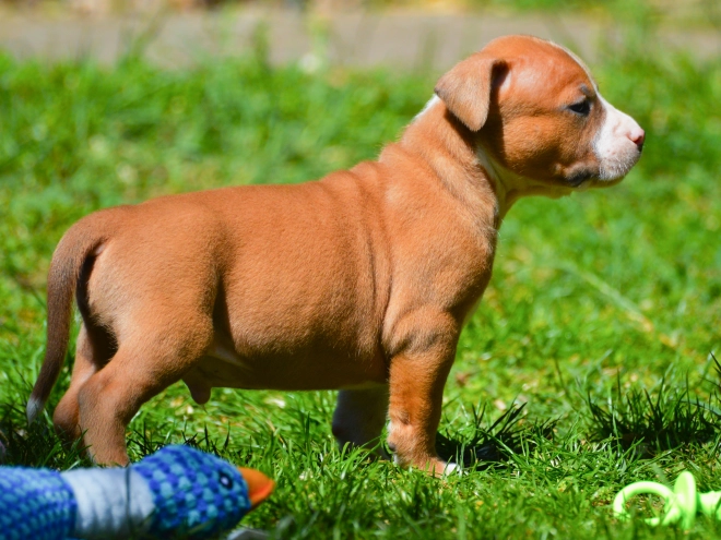 American Staffordshire Terrier puppy for sale