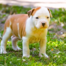 Falco, red and white American Staffordshire Terrier for sale