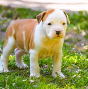 Perros American Staffordshire Terrier en venta