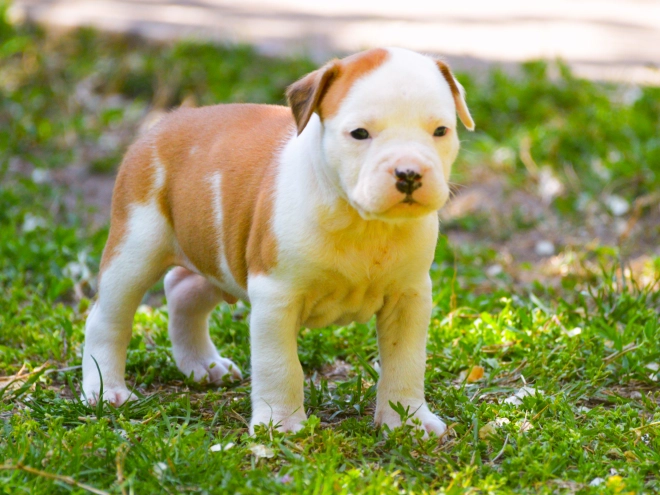 American Staffordshire Terrier puppy for sale