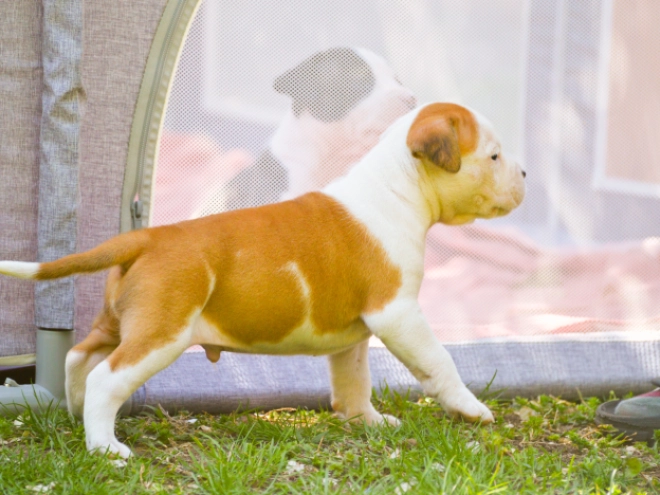 American Staffordshire Terrier puppy for sale