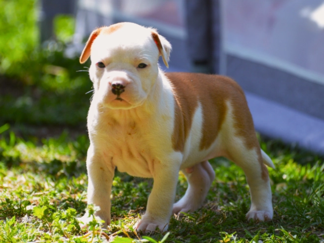 American Staffordshire Terrier puppy for sale