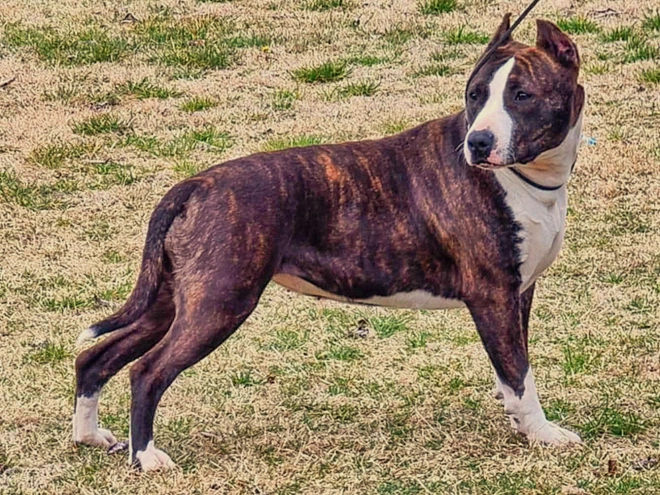 American Staffordshire Terrier puppy for sale