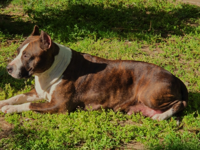 American Staffordshire Terrier puppy for sale