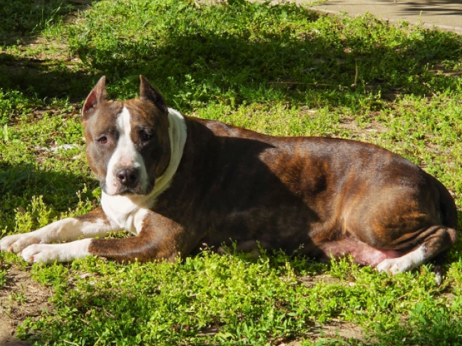 American Staffordshire Terrier puppy for sale