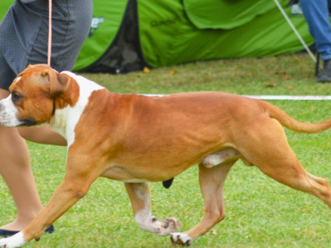 American Staffordshire Terrier puppy for sale