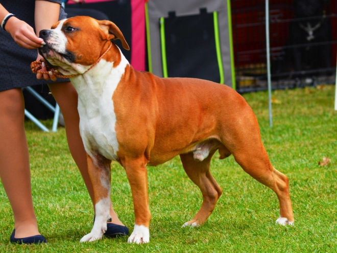 American Staffordshire Terrier puppy for sale