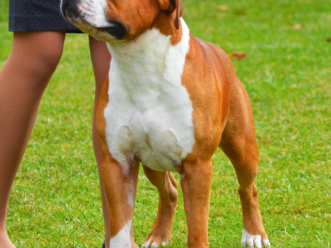 American Staffordshire Terrier puppy for sale