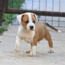 Abel, red and white American Staffordshire Terrier for sale