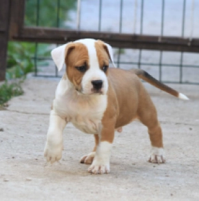 Perros American Staffordshire Terrier en venta