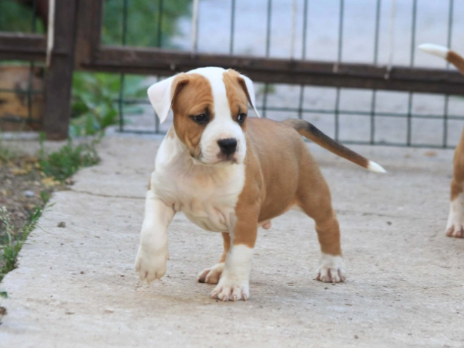 American Staffordshire Terrier puppy for sale