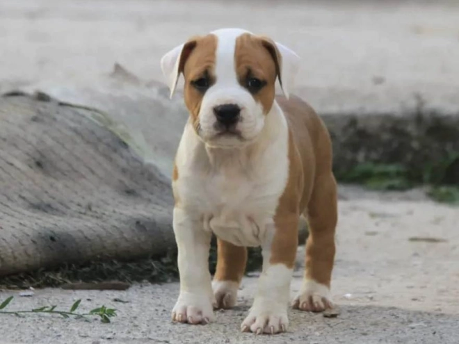 American Staffordshire Terrier puppy for sale