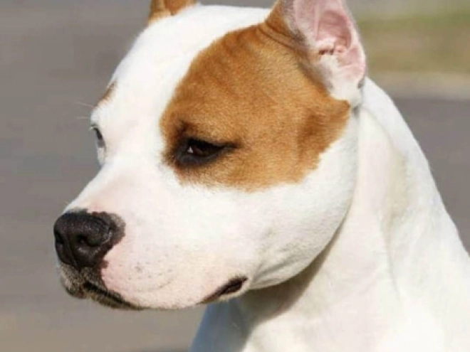 American Staffordshire Terrier puppy for sale