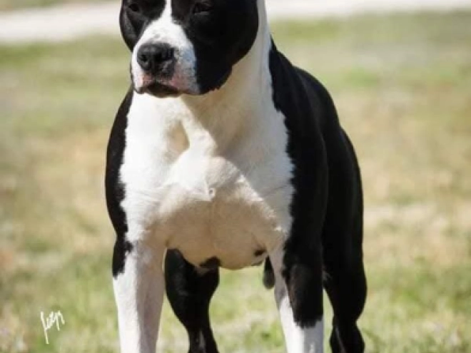 American Staffordshire Terrier puppy for sale