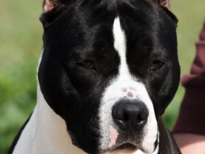 American Staffordshire Terrier puppy for sale