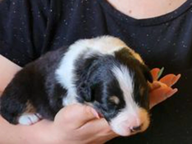 Australian Shepherd puppy for sale