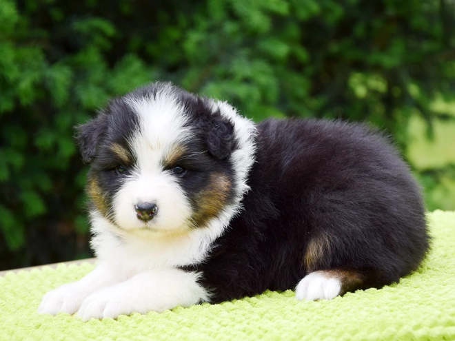Australian Shepherd puppy for sale