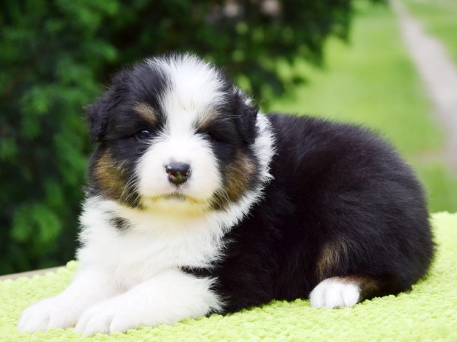 Australian Shepherd puppy for sale