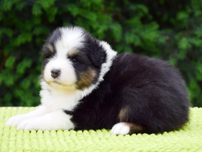 Australian Shepherd puppy for sale