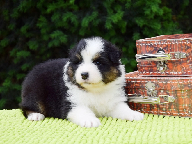 Australian Shepherd puppy for sale