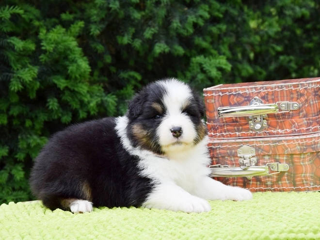 Australian Shepherd puppy for sale