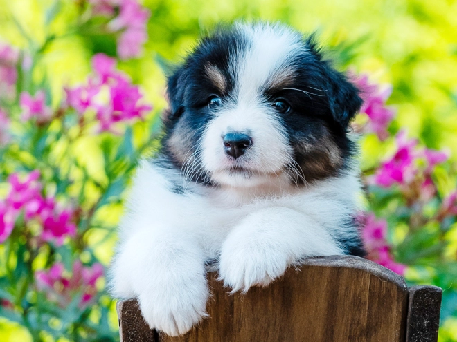 Australian Shepherd puppy for sale