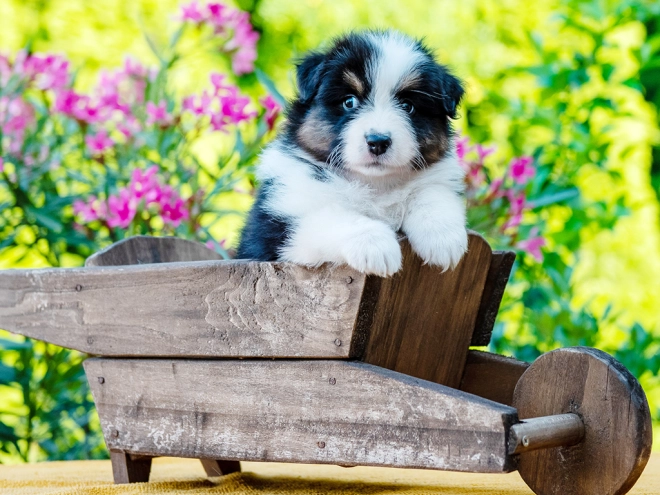 Australian Shepherd puppy for sale