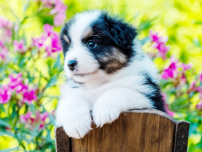 Australian Shepherd puppy for sale