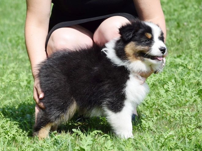 Australian Shepherd puppy for sale