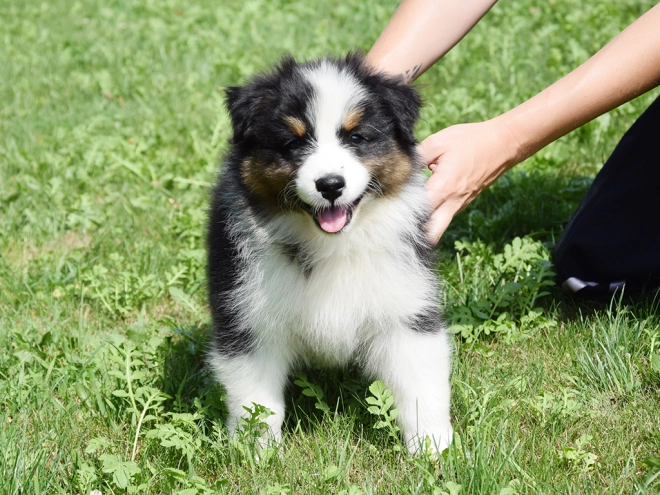Australian Shepherd puppy for sale