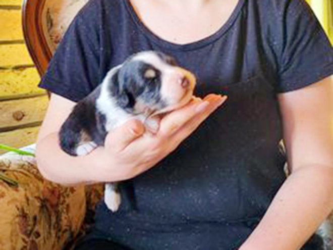 Australian Shepherd puppy for sale