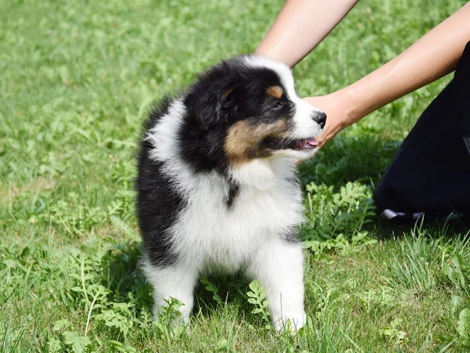 Australian Shepherd puppy for sale